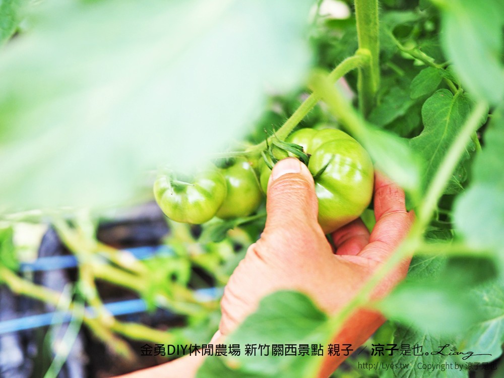 金勇DIY休閒農場 新竹關西景點 親子