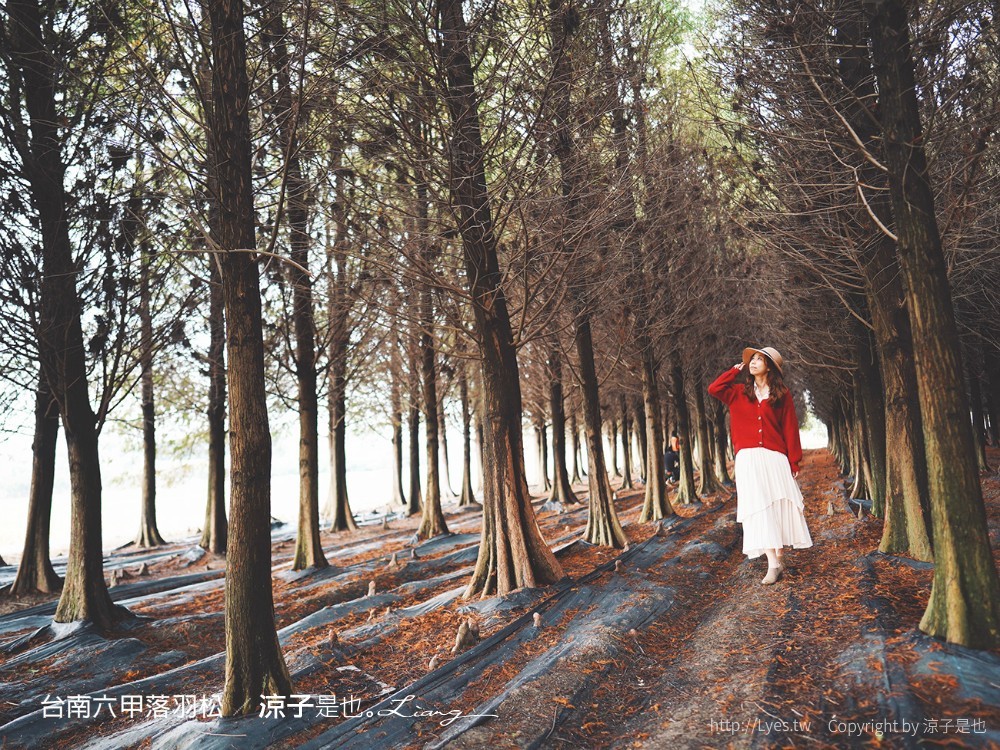 台南六甲落羽松森林秘境 台南景點 親子 2022 交通 停車場 台南一日遊 季節