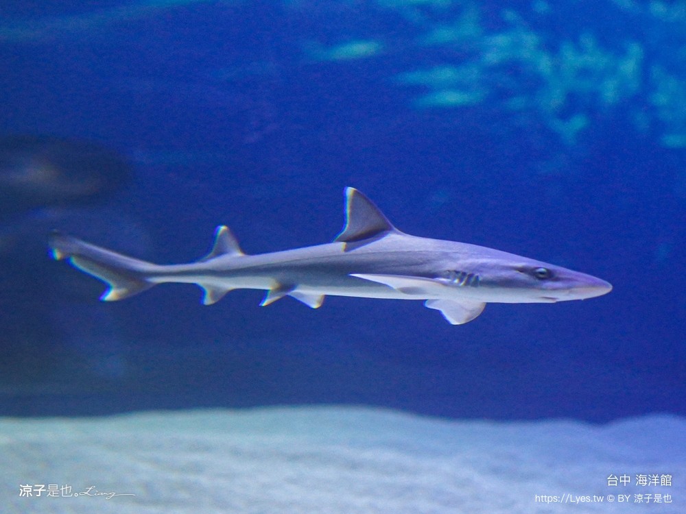 台中海洋館 門票優惠 交通 八大展區 免費票 台中親子景點 台中景點推薦 懶人包 攻略 必看特色