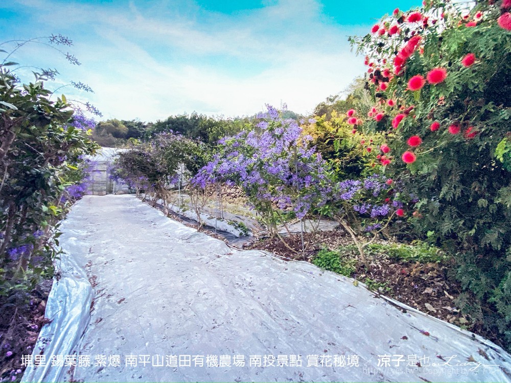 埔里 錫葉藤 紫爆 南平山道田有機農場 南投景點 賞花秘境