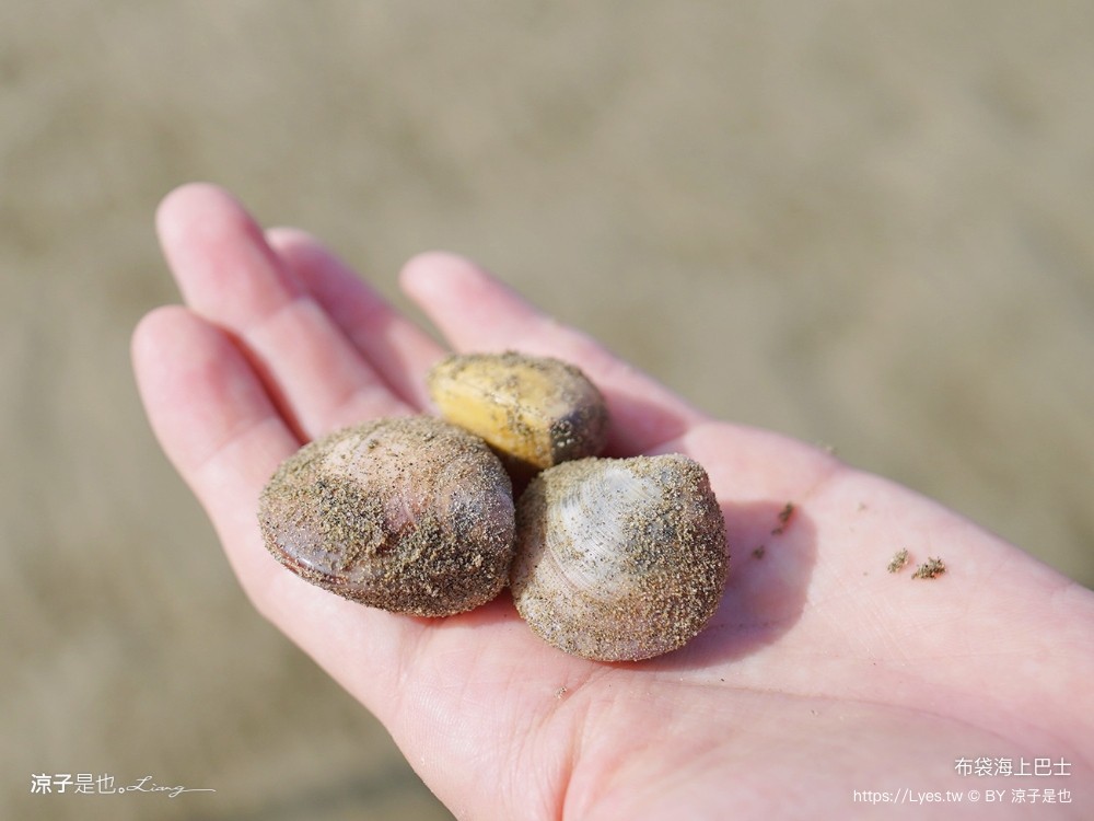 布袋海上巴士 嘉義親子景點 門票價格 蛋糕沙灘 網美拍照打卡 生態導覽