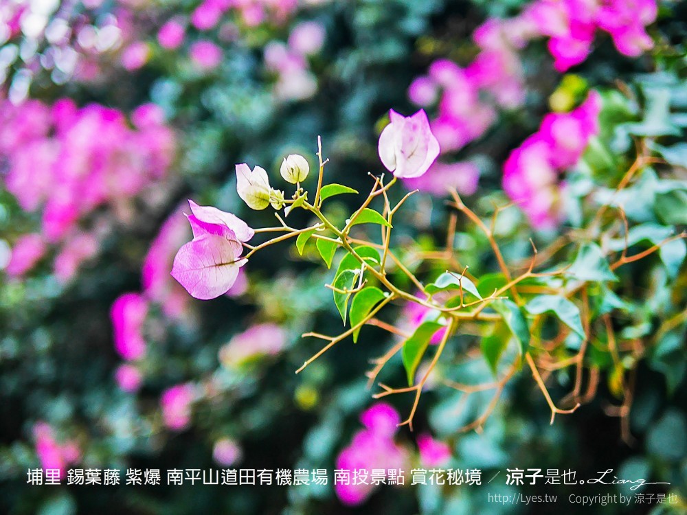 埔里 錫葉藤 紫爆 南平山道田有機農場 南投景點 賞花秘境