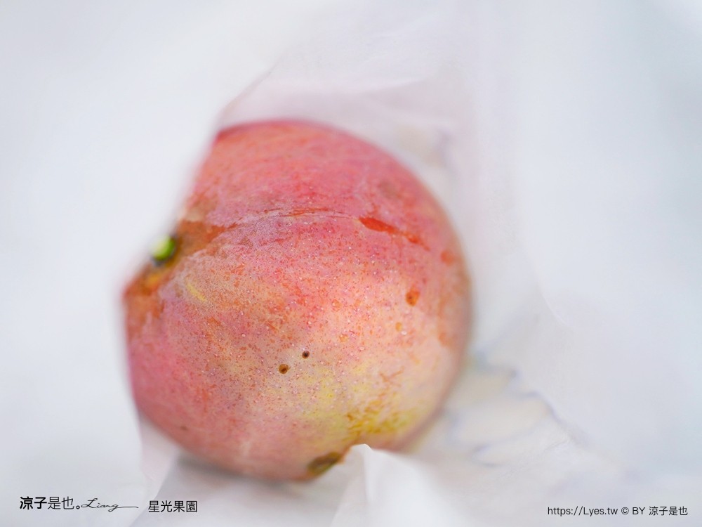 星光 親子景點 免費採果活動 台南農場 台南露營 diy 採芒果體驗 自然的鬥士