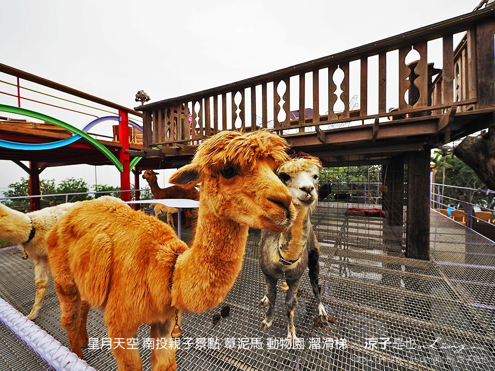 星月天空 南投親子景點 草泥馬 動物園 溜滑梯
