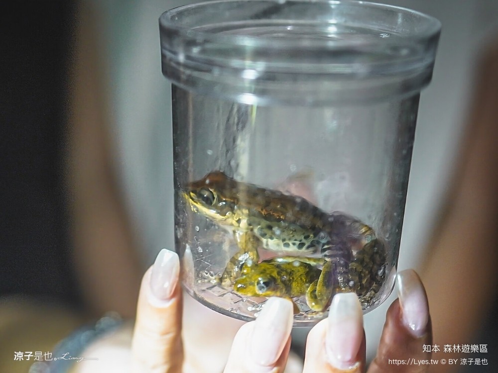 知本森林遊樂區 台東親子景點 夜探知森 夜間導覽 星象導覽 國家森林 台東景點 知本景點