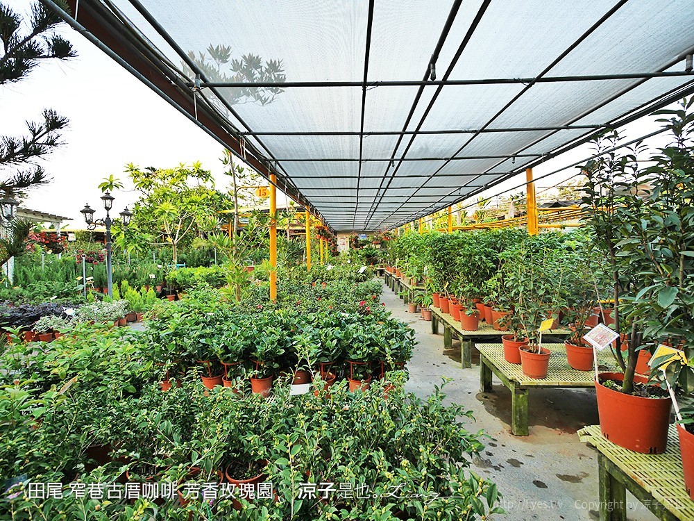 田尾 窄巷古厝咖啡 芳香玫瑰園