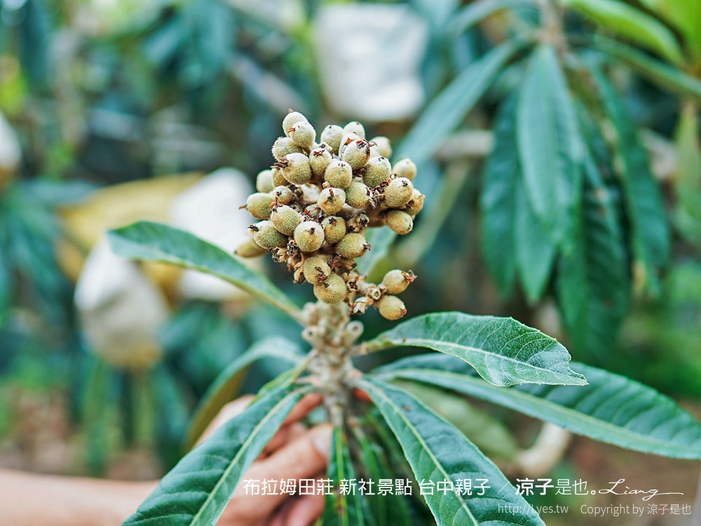 布拉姆田莊 新社景點 台中親子景點 新社美食 親子DIY 台中景點 台中親子景點 DIY活動