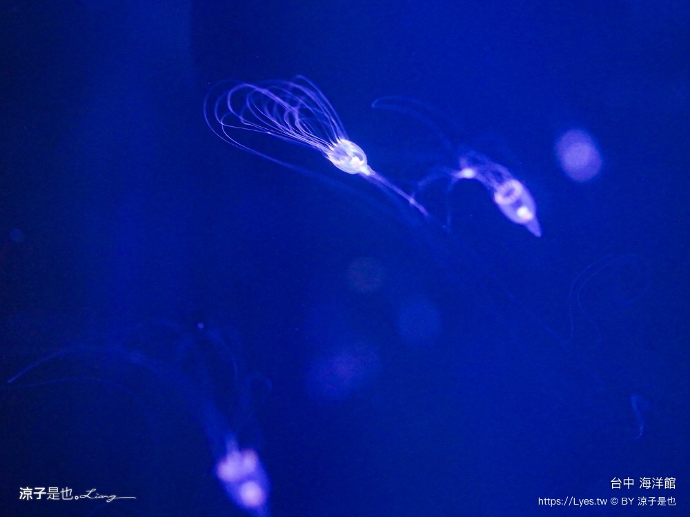 台中海洋館 門票優惠 交通 八大展區 免費票 台中親子景點 台中景點推薦 懶人包 攻略 必看特色