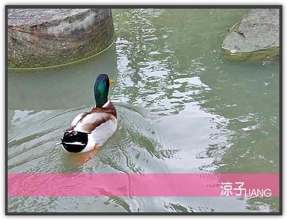 大湖雲莊 巧克力雲莊10