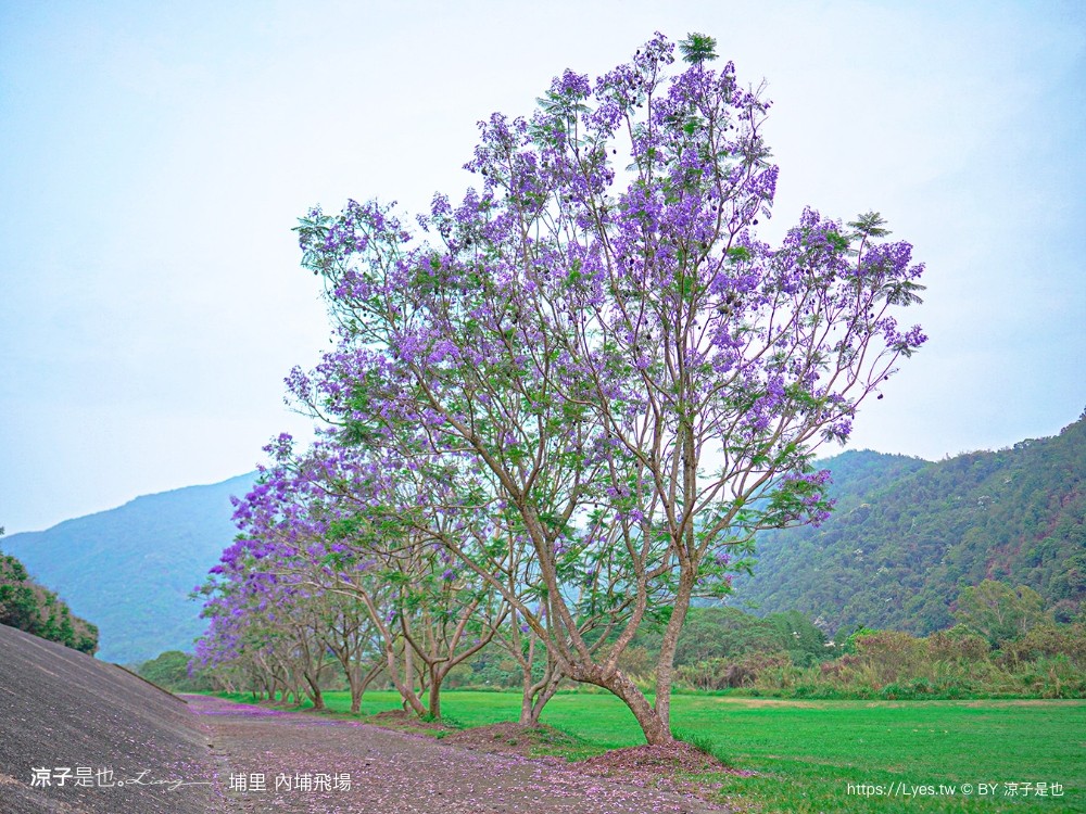 埔里景點 埔里內埔飛場 南投藍花楹花道 欒樹親子景點 賞花秘境 草地野餐 放風箏 玩球