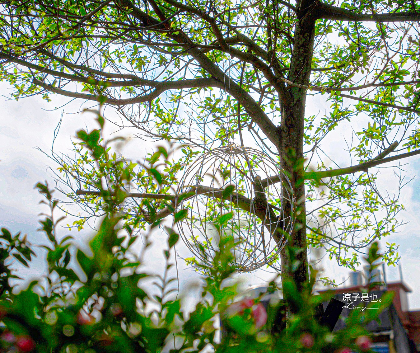 萬金杜鵑花展2025 金山中山溫泉公園 新北景點 北海岸活動 交通 展期 花藝造景 打卡必拍 懶人包