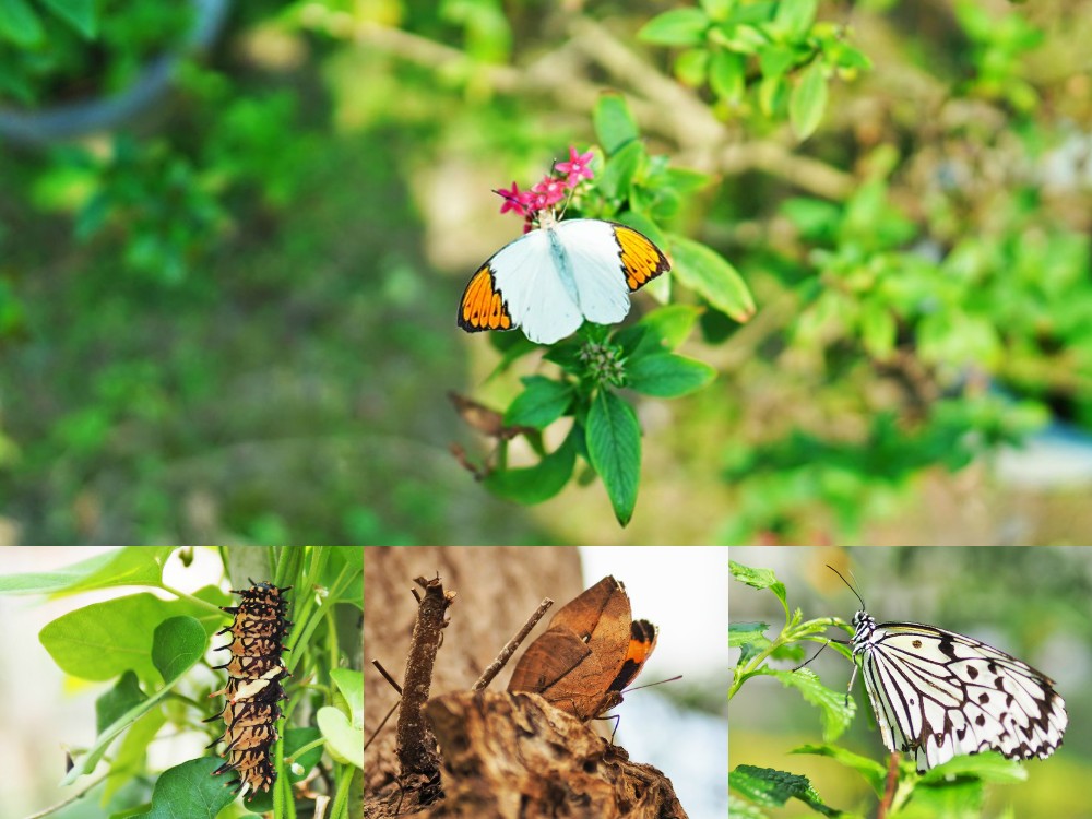 南投埔里-木生昆蟲博物館 蝴蝶小鎮生態休閒園區 專業導覽帶小孩親近蝴蝶昆蟲 埔里親子景點