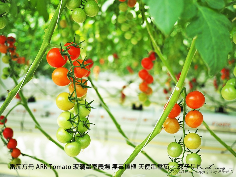 番茄方舟 ARK Tomato 玻璃溫室農場 無毒種植 天使串番茄