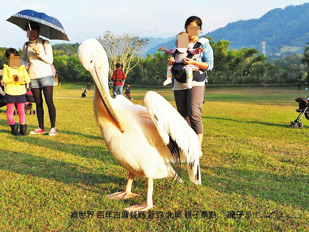 綠世界 百年古厝餐廳 新竹 北埔 親子景點