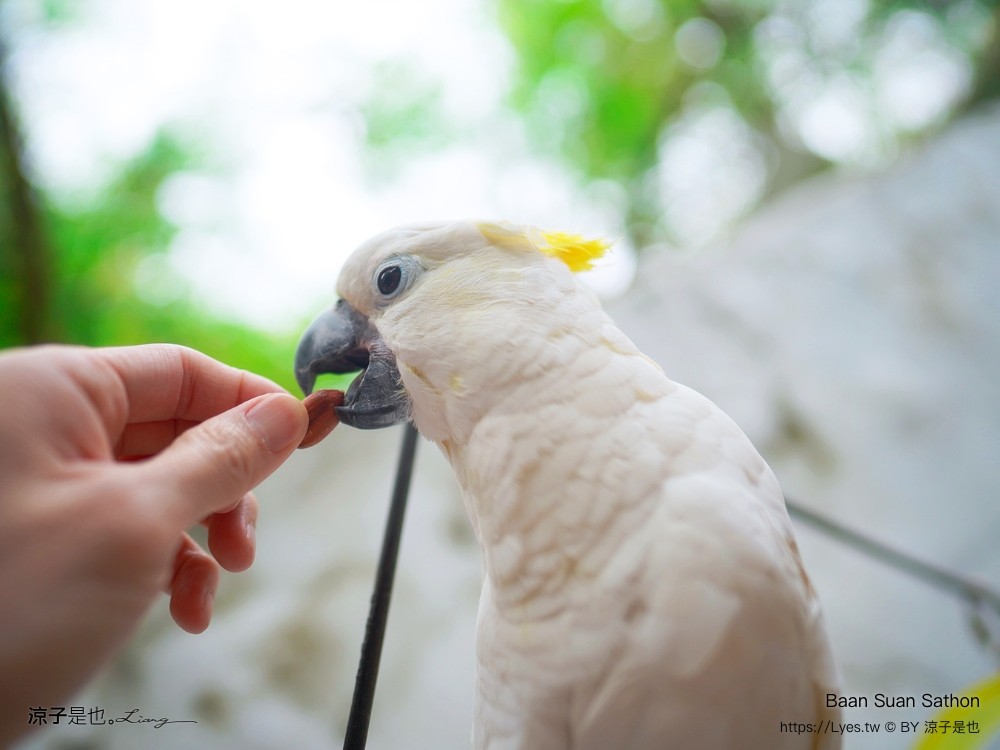 Baan Suan Sathon 泰國曼谷 森林系餐廳 推薦 泰式料理 網美風 交通 下午茶