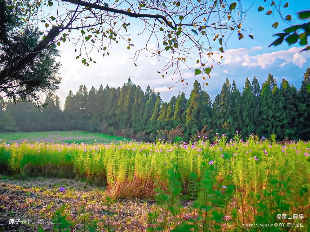 福壽山農場 民宿房型 住宿 露營 蘋果