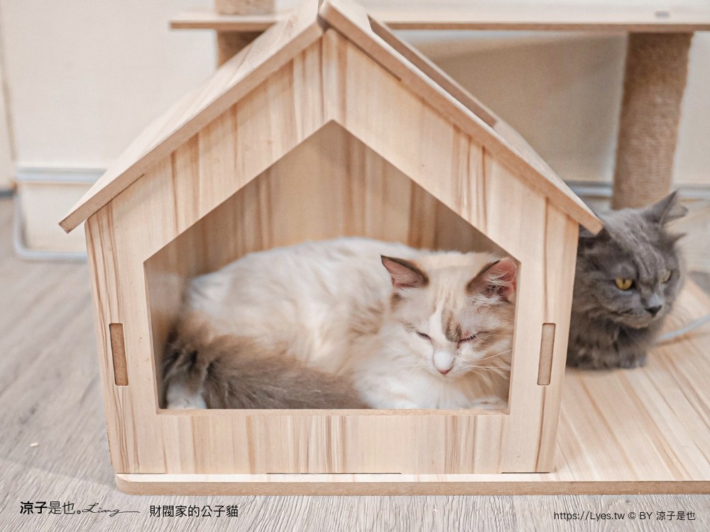 財閥家的公子貓 台南擼貓咖啡廳 台南景點推薦 狐獴 台南親子景點 室內景點 貓咪咖啡館 浣熊 狐獴 袋鼠 球蟒 雪貂 守宮