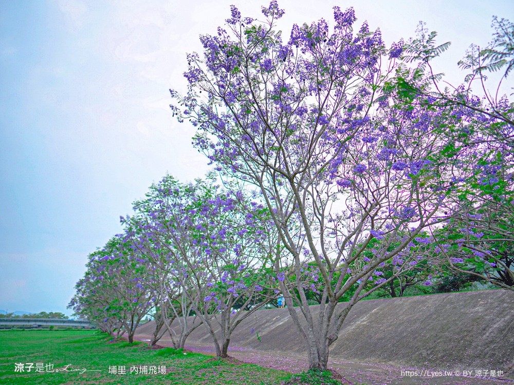 埔里景點 埔里內埔飛場 南投藍花楹花道 欒樹親子景點 賞花秘境 草地野餐 放風箏 玩球