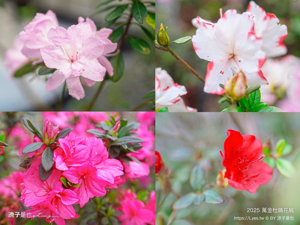 萬金杜鵑花展2025 金山中山溫泉公園 新北景點 北海岸活動 交通 展期 花藝造景 打卡必拍 懶人包