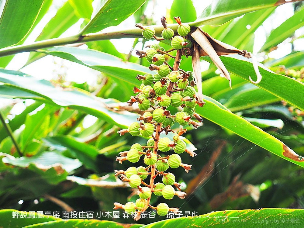 蟬說鳳凰亭序 南投住宿 小木屋 森林 鹿谷