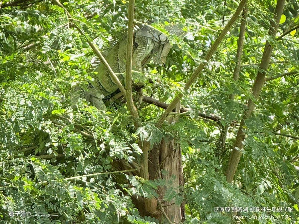 四鯤鯓鯤鯓湖紅樹林生態觀光船 台南親子景點 台南紅樹林 台南新景點 台南一日遊 生態旅遊 蚵殼diy體驗 導覽觀光船