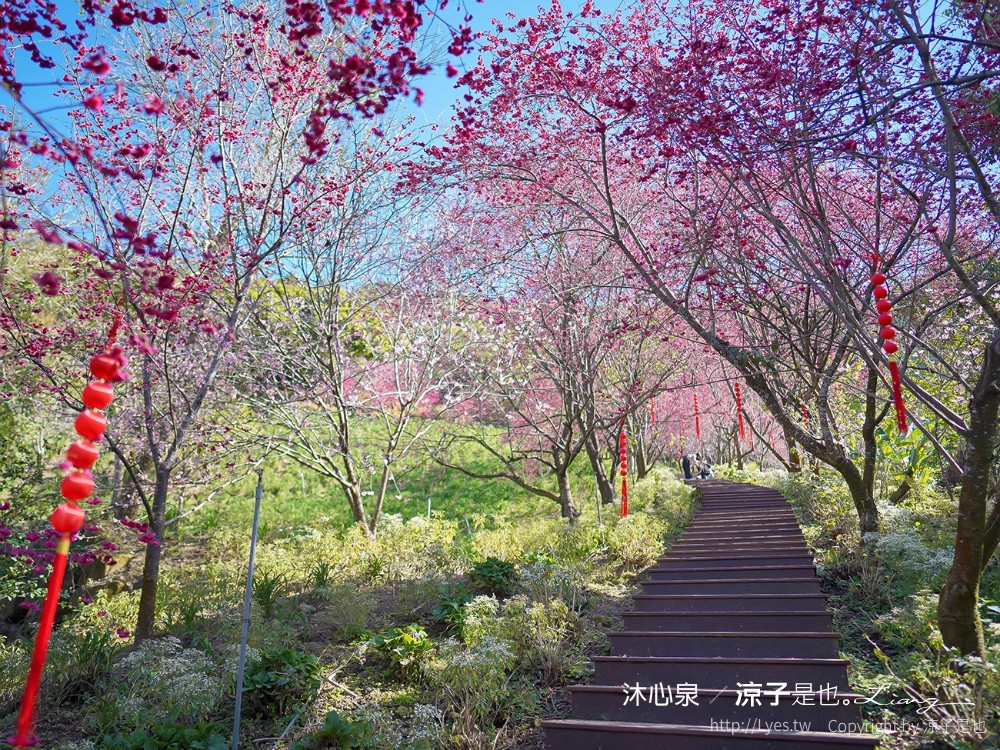 沐心泉休閒農場 2022 櫻花花況 票價 台中景點 預約 新社 親子景點 接泊車 白雪木 黃金楓
