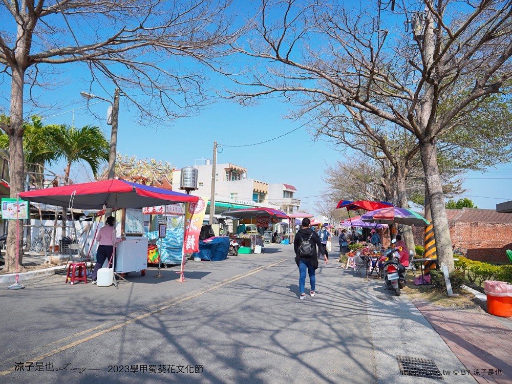 學甲蜀葵花文化節 2023 蜀葵花季 一丈紅迷宮 紫色鼠尾草 季節 花況 交通 學甲景點