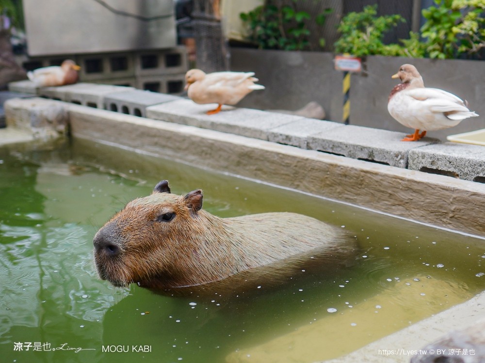2025卡比胖拉出沒注意 台南景點 親子景點 水豚君 安平漁人碼頭 親子旅遊 假日市集 卡比胖拉夜間燈光秀 臺南萌翻天