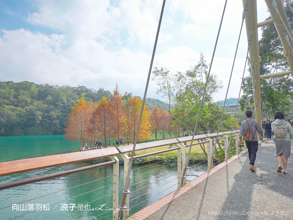 向山落羽松 日月潭自行車道 湖畔 落羽松步道 日月潭景點推薦 IG打卡 南投親子