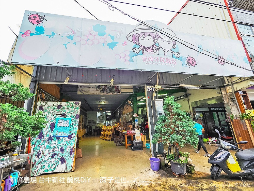 新峰農場 台中新社 醃桃DIY
