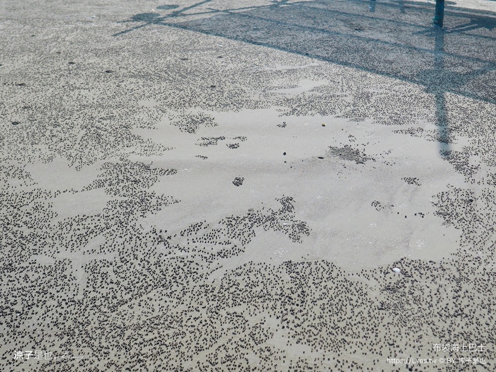 布袋海上巴士 嘉義親子景點 門票價格 蛋糕沙灘 網美拍照打卡 生態導覽