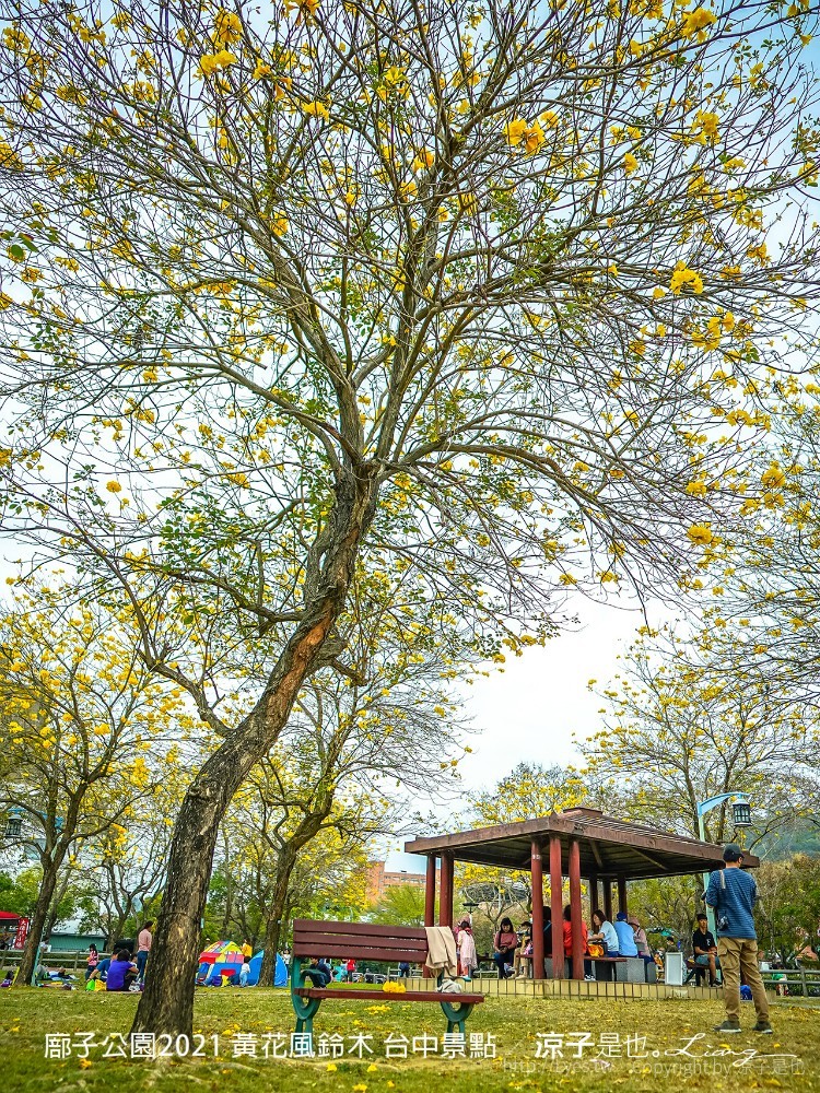 廍子公園2021 黃花風鈴木 台中親子景點