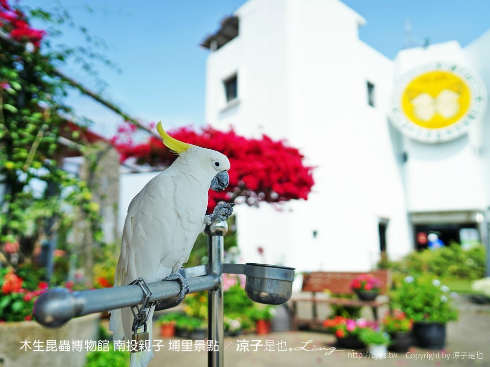 木生昆蟲博物館 南投親子 埔里景點