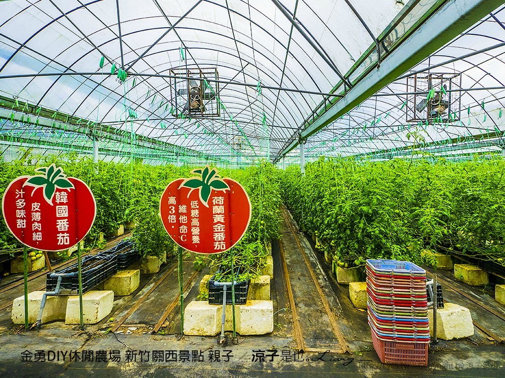 金勇DIY休閒農場 新竹關西景點 親子