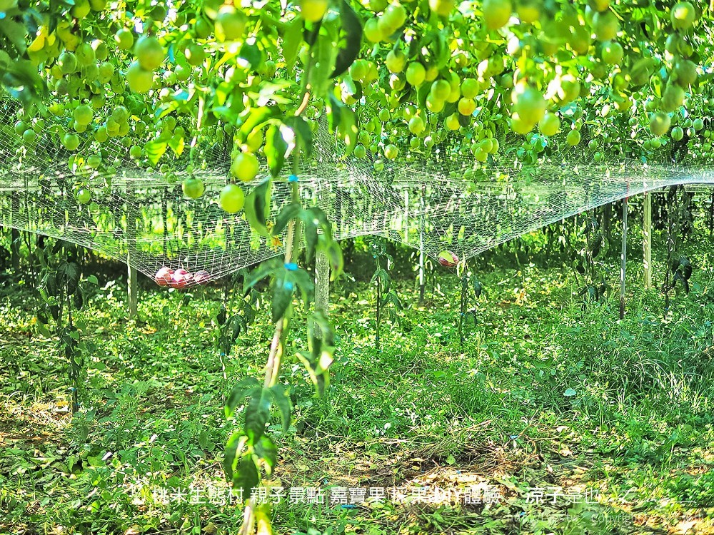 桃米生態村 南投埔里 親子景點 嘉寶果 採果 diy體驗