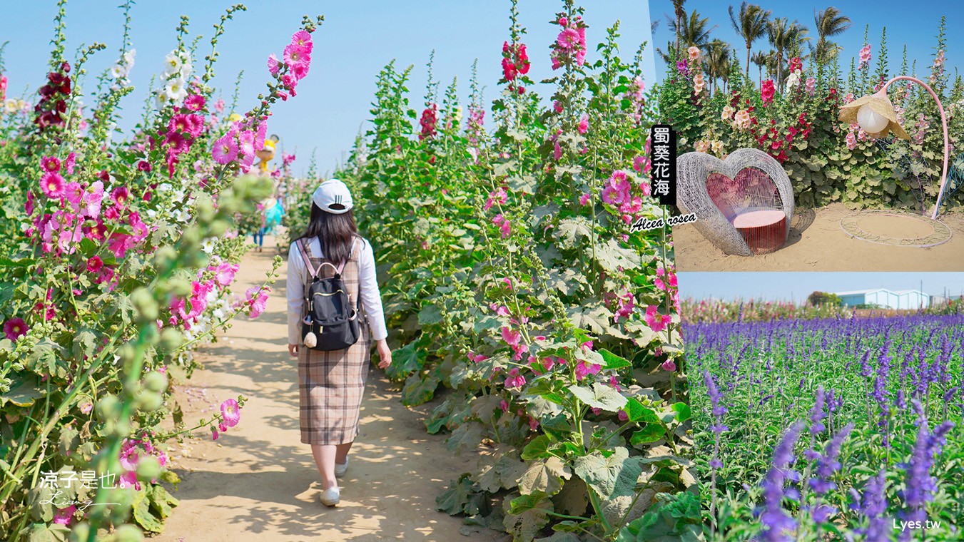 學甲蜀葵花文化節 2023 蜀葵花季 一丈紅迷宮 紫色鼠尾草 季節 花況 交通 學甲景點