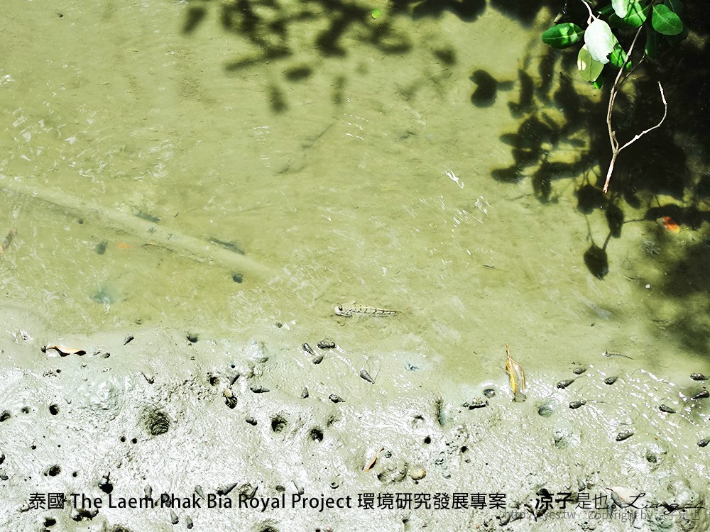 泰國 The Laem Phak Bia Royal Project 環境研究發展專案