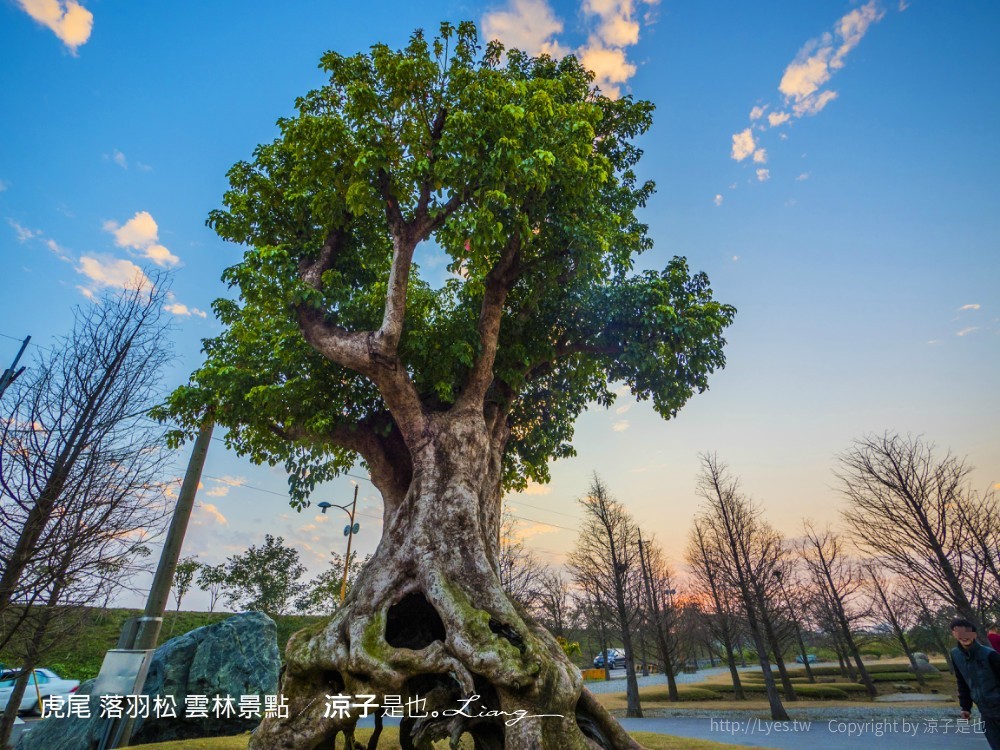 虎尾 落羽松 雲林景點