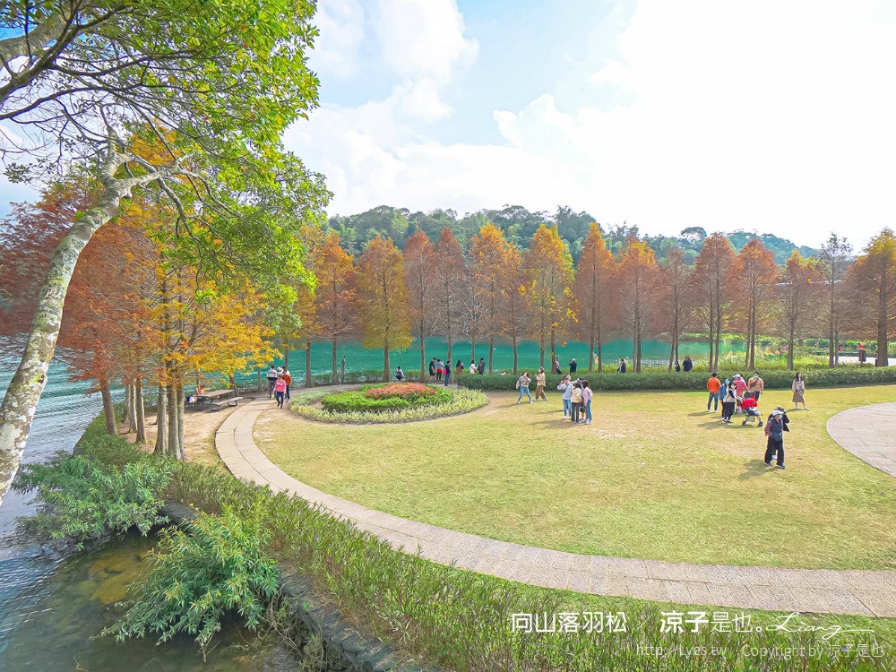 向山落羽松 日月潭自行車道 湖畔 落羽松步道 日月潭景點推薦 IG打卡 南投親子
