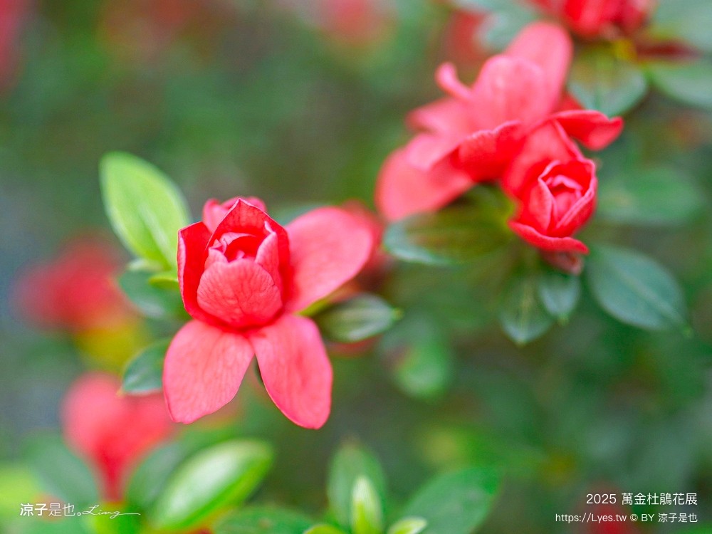 萬金杜鵑花展2025 金山中山溫泉公園 新北景點 北海岸活動 交通 展期 花藝造景 打卡必拍 懶人包