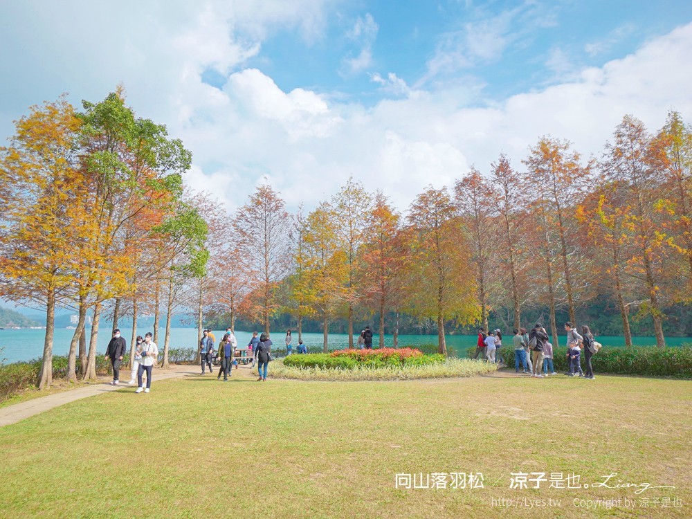 向山落羽松 日月潭自行車道 湖畔 落羽松步道 日月潭景點推薦 IG打卡 南投親子