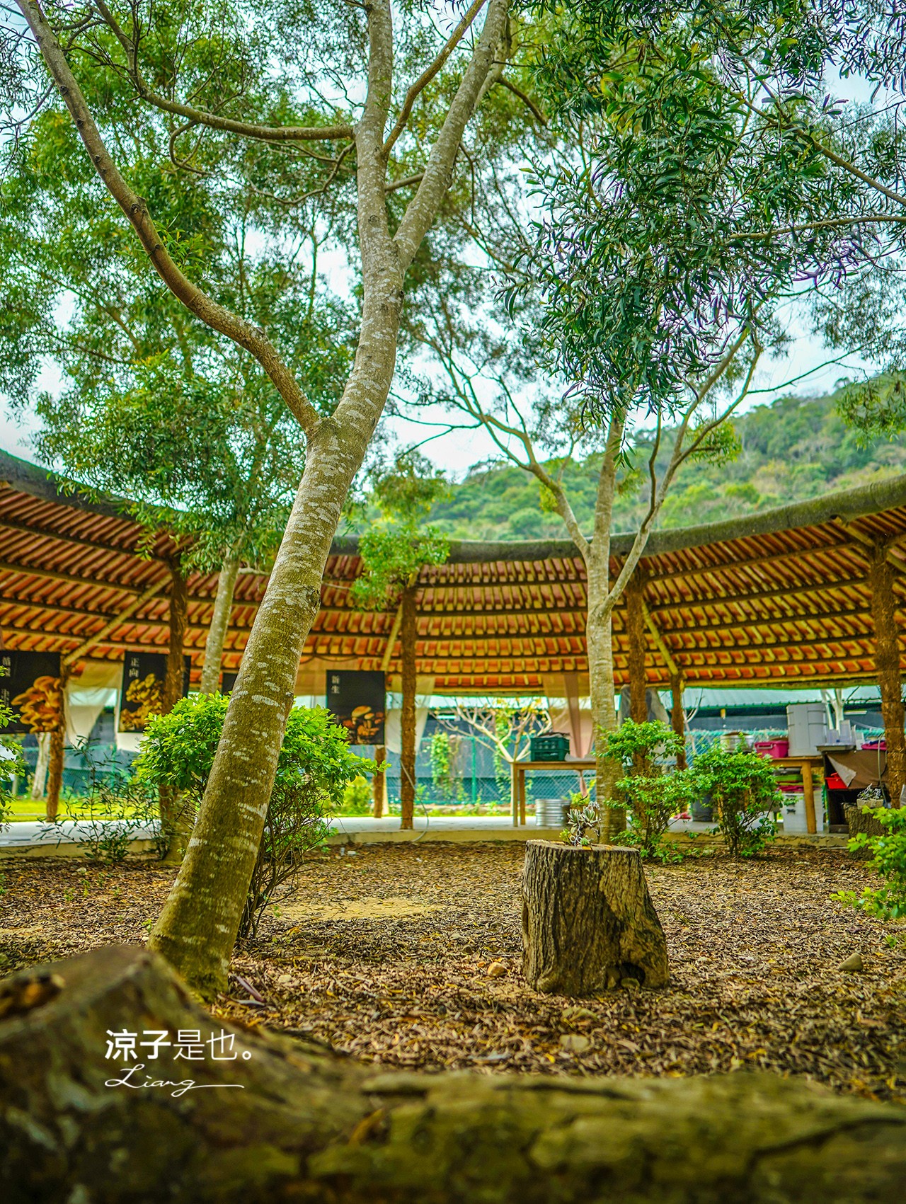 台中新社景點-百菇莊 新社親子一日遊 在隱藏版世外桃源 採香菇、餵雞撿雞蛋、蒸蛋DIY 品嚐香菇流沙包