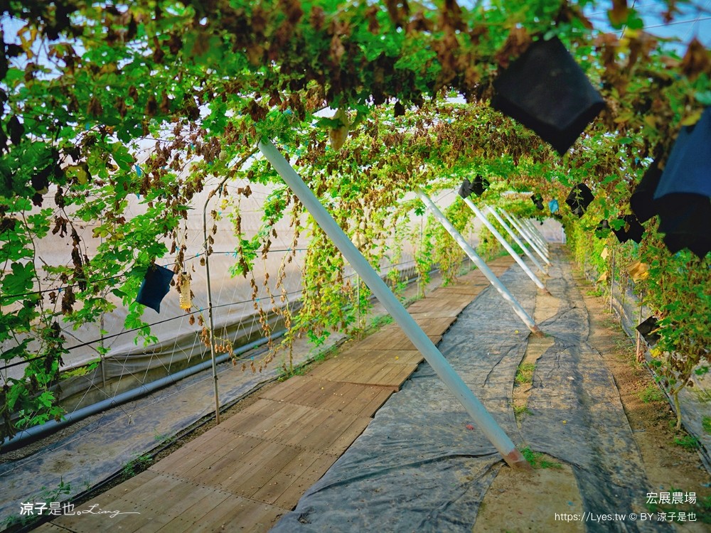 宏展農場 嘉義布袋一日遊 親子景點 美食小吃 伴手禮 布袋住宿 行程推薦 高跟鞋教堂