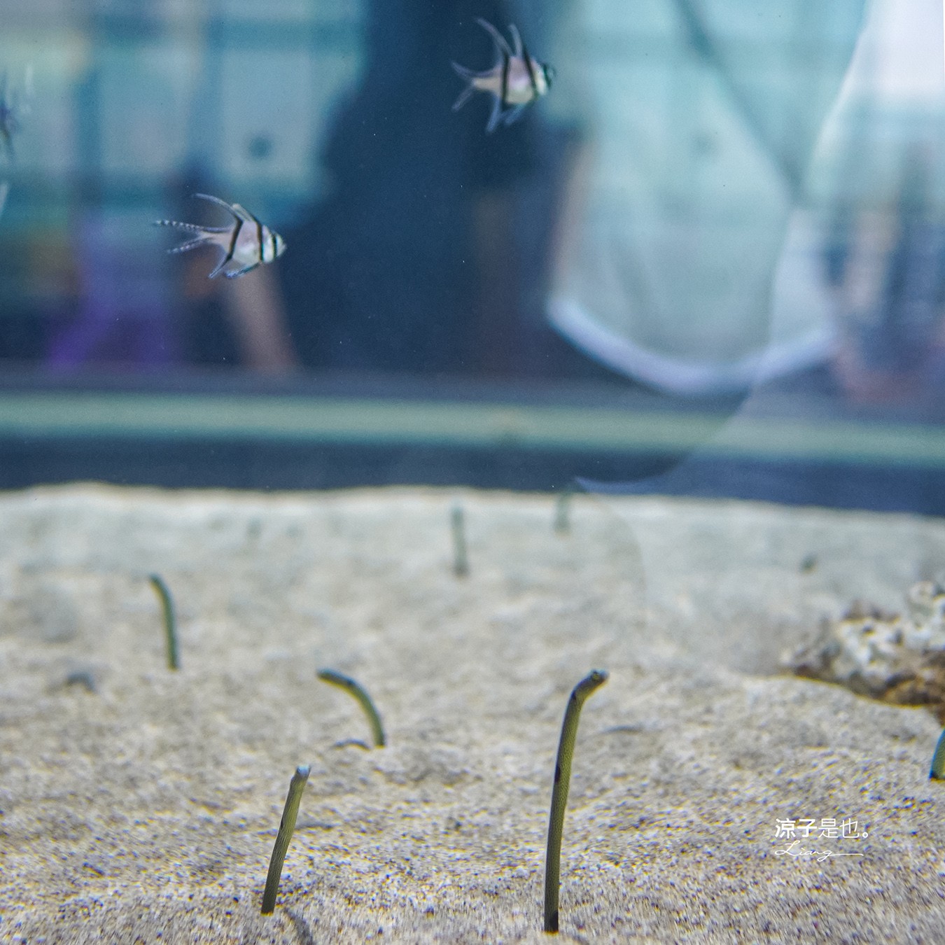 台中海洋館 門票優惠 交通 八大展區 免費票 台中親子景點 台中景點推薦 懶人包 攻略 必看特色