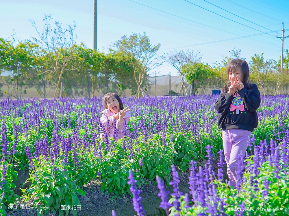 董家花田 菜單 門票 景點 彰化景點 田尾景觀餐廳 花海 戶外野餐 咖啡 交通