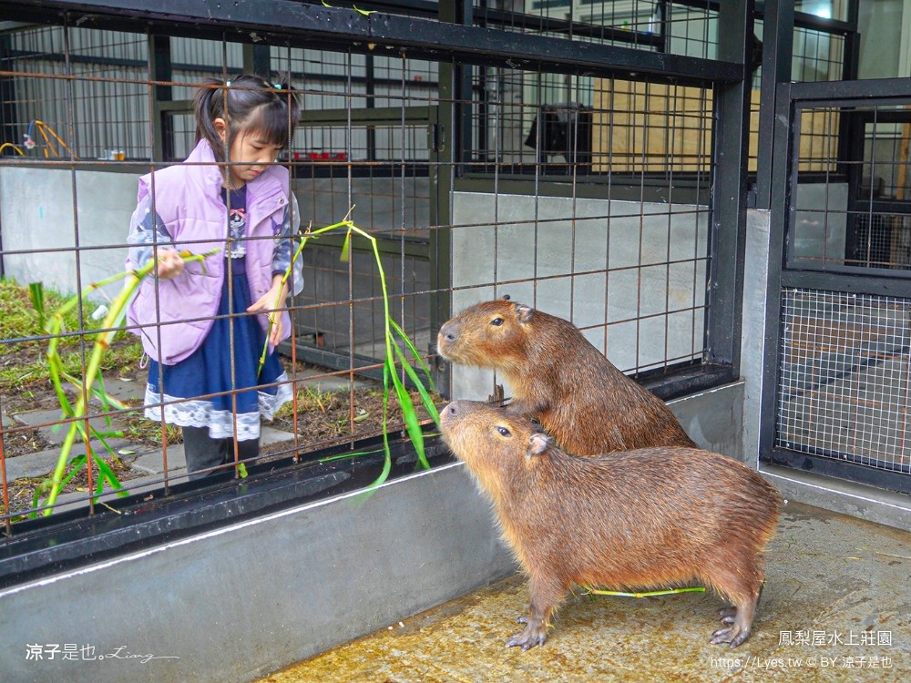 鳳梨屋水上莊園 宜蘭景點 一日遊 鳳梨屋門票 戲水池 動物園 水豚君 網美景點 水簾鞦韆 鳳梨泳池 餵羊 宜蘭豪華懶人露營 Villa 網美景點