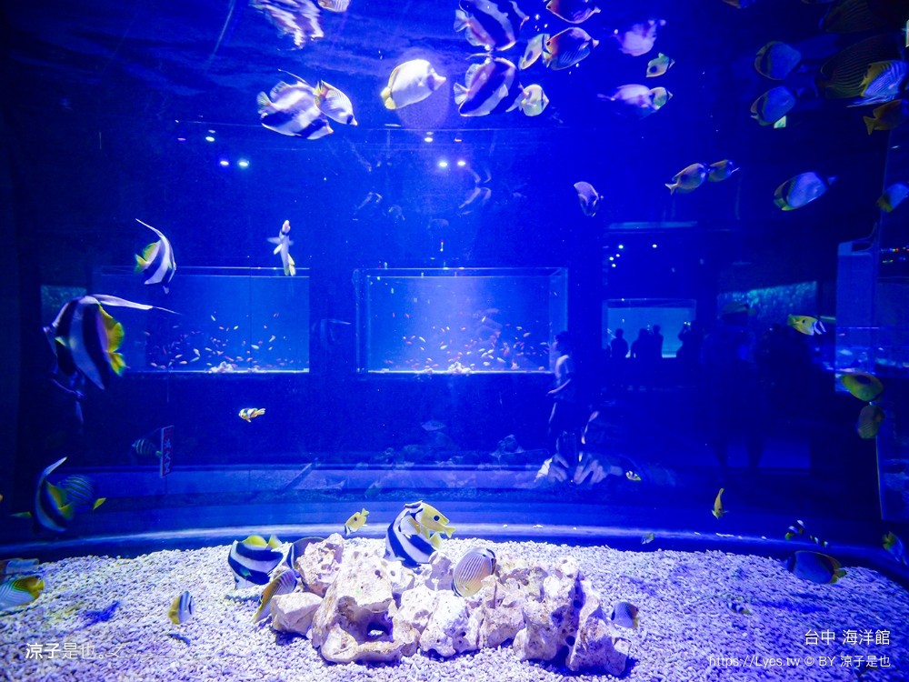 台中海洋館 門票優惠 交通 八大展區 免費票 台中親子景點 台中景點推薦 懶人包 攻略 必看特色
