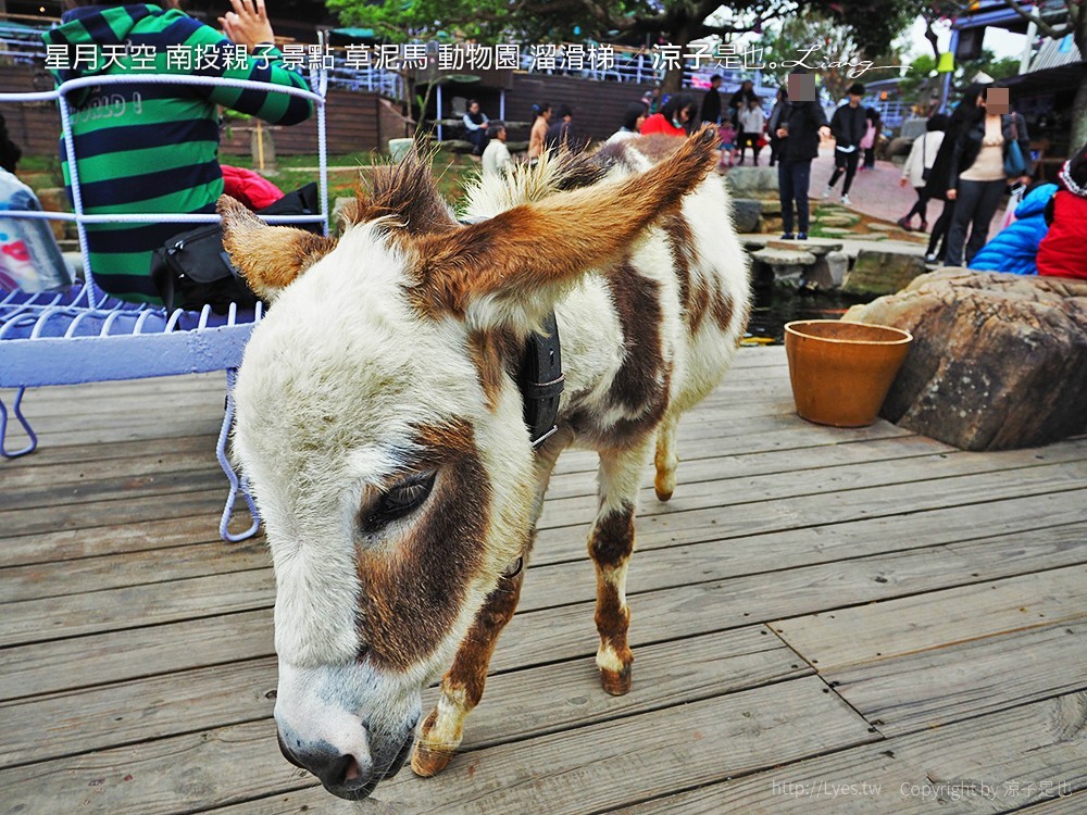 星月天空 南投親子景點 草泥馬 動物園 溜滑梯