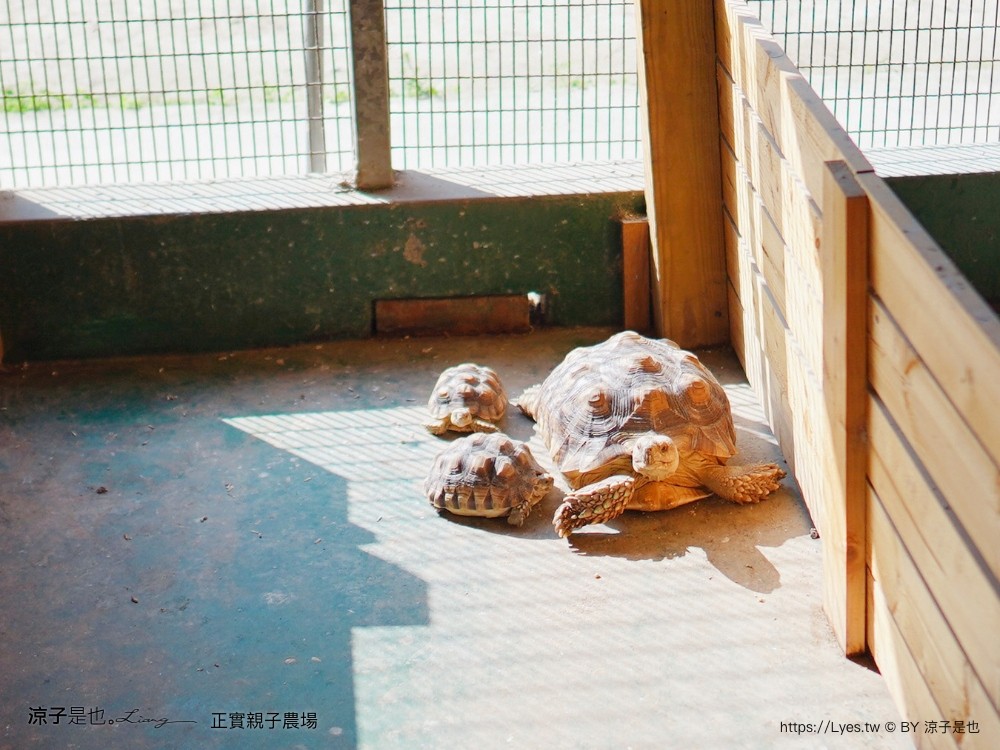 正實親子農場 門票 彰化 親子景點 撿雞蛋 氣墊樂園 溜滑梯 免費 餵小動物體驗 沙坑