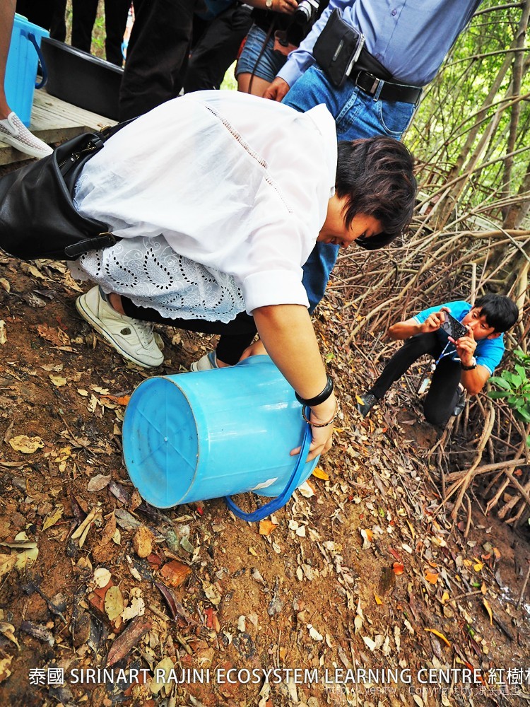 泰國 SIRINART RAJINI ECOSYSTEM LEARNING CENTRE 紅樹林生態系統學習中心